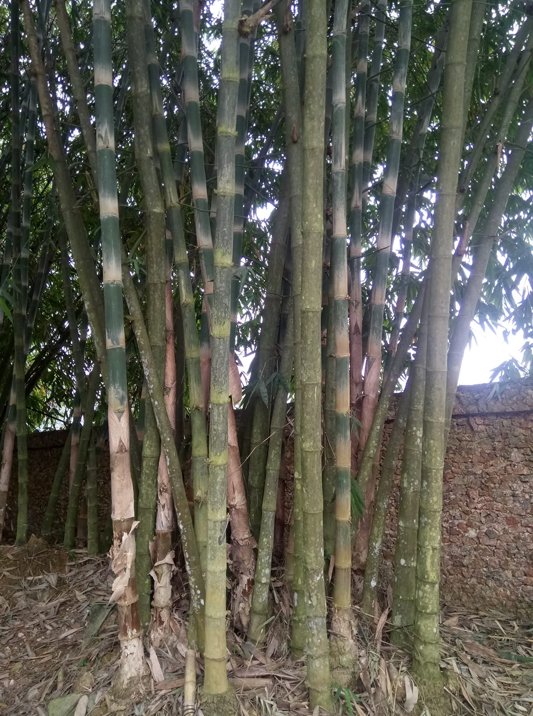 CÂY giống tre bương mốc CÂY giống tre bương mốc