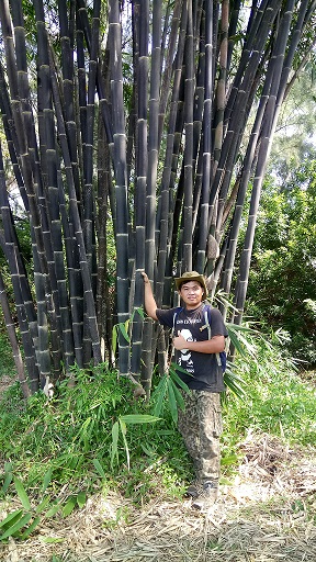 Cây giống tre Lồ Ô đen Java - Bamboo Land Gigantochloa atroviolacea (Java Black)