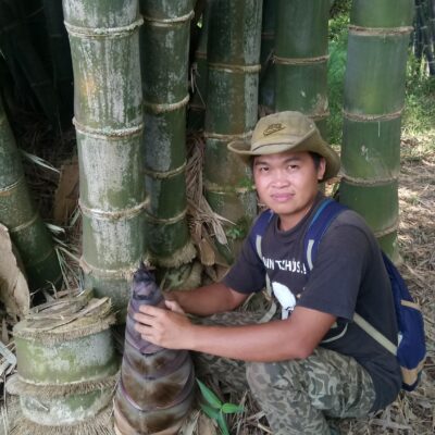 Cây giống tre khổng lồ thái lan