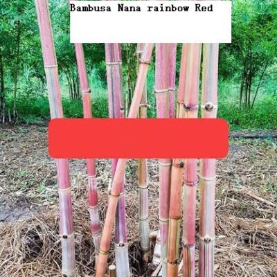 Cây giống tre tầm vông sọc hồng bambusa sp ” rosa”