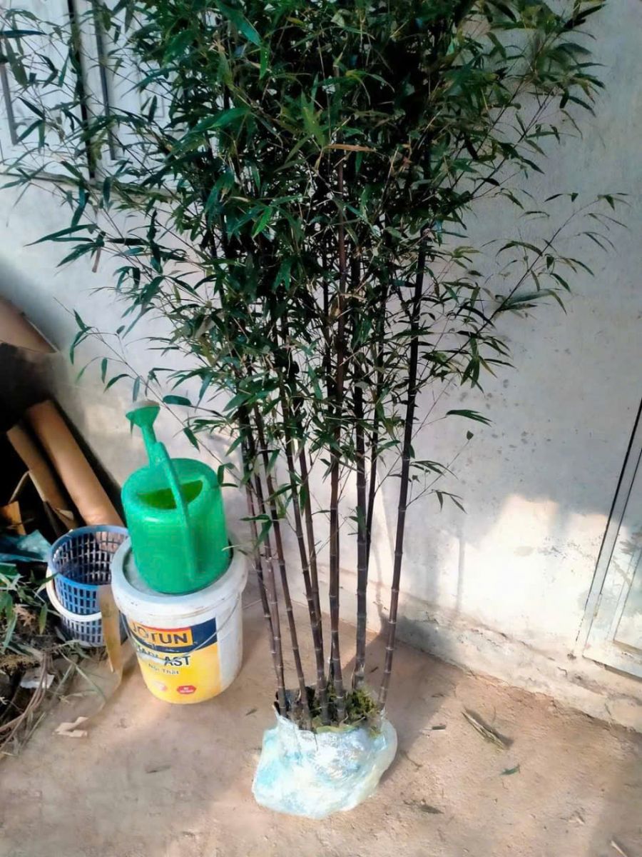 Cây Giống trúc tím- lệ trúc Cây Giống trúc tím- lệ trúc