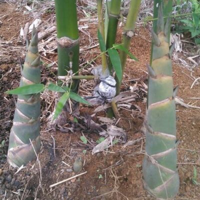 cây tre Mai Xanh - tre mai ngọt giống hàng đào gốc
