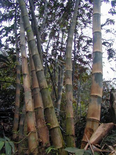 CÂY giống tre bương mốc CÂY giống tre bương mốc