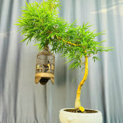 TÁC PHẨM TRE NGÀ BONSAI : DÁNG HUYỀN NGHỆ THUẬT