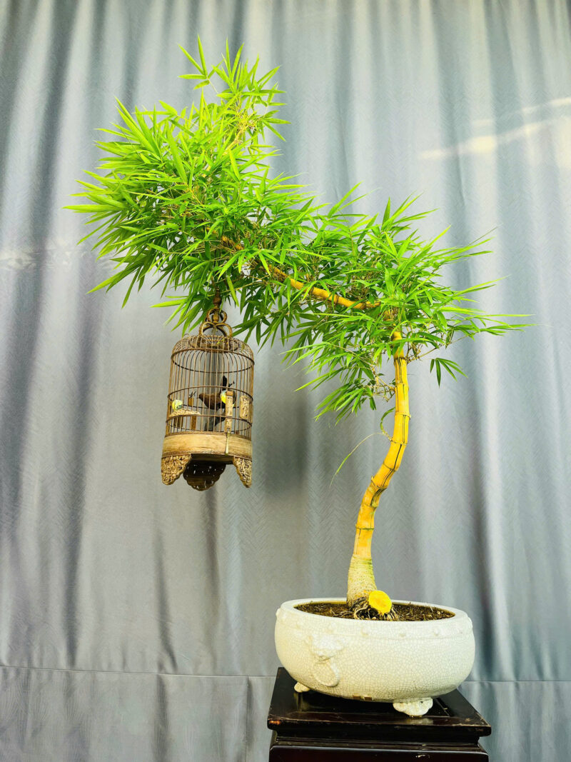 TÁC PHẨM TRE NGÀ BONSAI : DÁNG HUYỀN NGHỆ THUẬT