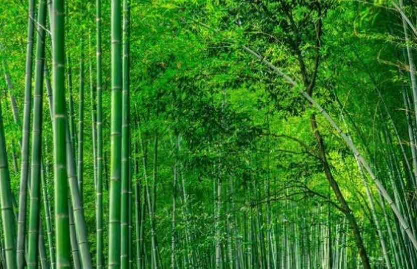 cây nứa giống hàng đào gốc cây nứa giống hàng đào gốc