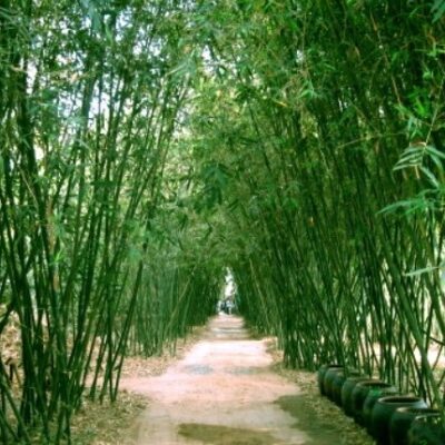 cây nứa giống hàng đào gốc