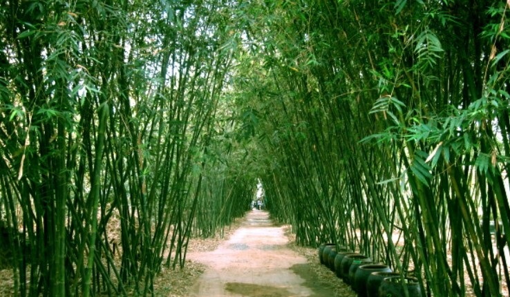 cây nứa giống hàng đào gốc cây nứa giống hàng đào gốc