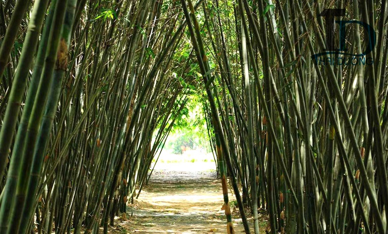 cây nứa giống hàng đào gốc cây nứa giống hàng đào gốc