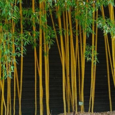 Cây Giống Trúc Chỉ Vàng