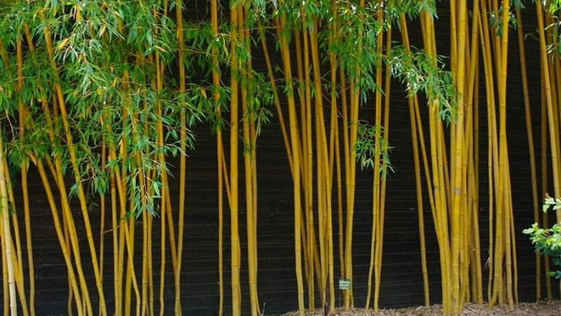 Cây Giống Trúc Chỉ Vàng