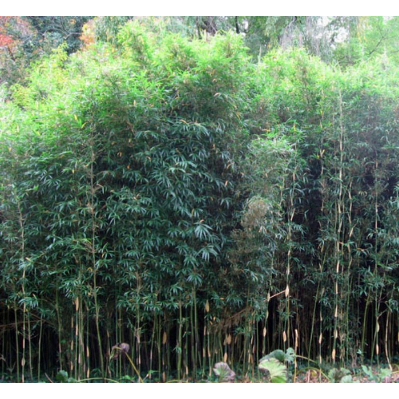 CÂY GIỐNG măng dê (cây sặt trơn) siêu ngon