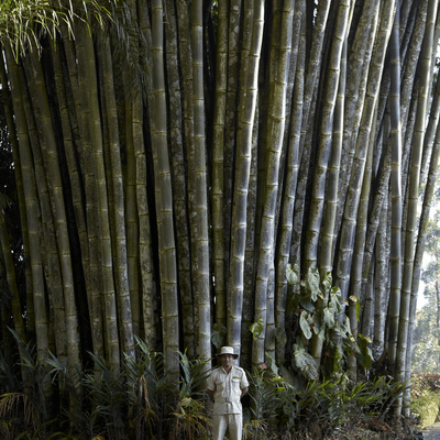 Cây Giống tre khổng lồ Dendrocalamus Giganteus