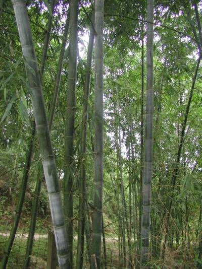 cây tre diễn giống hàng đào gốc cây tre diễn giống hàng đào gốc