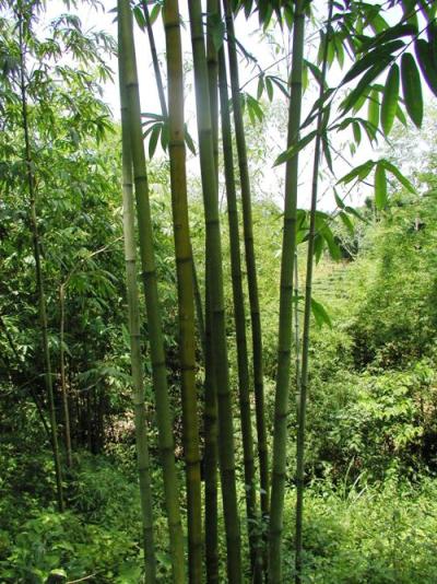 cây tre diễn giống hàng đào gốc cây tre diễn giống hàng đào gốc