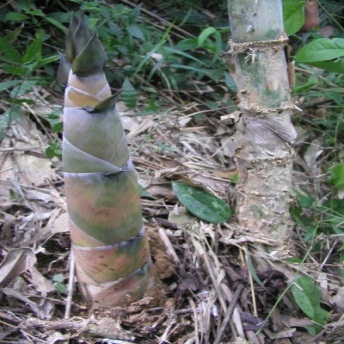 cây tre diễn giống hàng đào gốc cây tre diễn giống hàng đào gốc