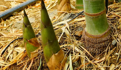 Cây giống tre điền trúc  bầu dâm ủ kỹ