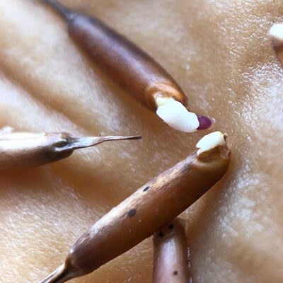 Hạt Giống Cây Trúc Đại MOSO (Tre Moso) - gói 10 hạt