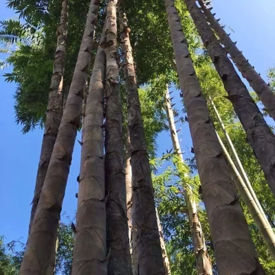 Giống cây tre khổng lồ Dendrocalamus Sinicus