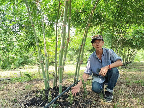 vươn cay tre ngot thai lan bongwan