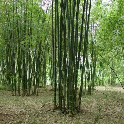 cây giống tre luồng bầu dâm ủ đảm bảo