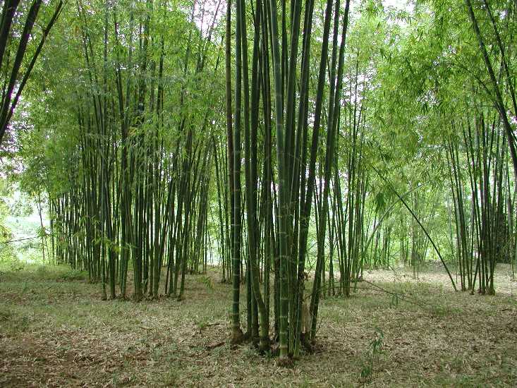 cây giống tre luồng bầu dâm ủ đảm bảo cây giống tre luồng bầu dâm ủ đảm bảo