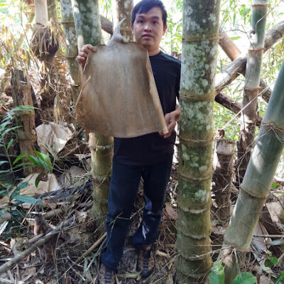 Cây giống tre Mạnh Tông Myanmar Dendrocalamus Asper nhập khẩu