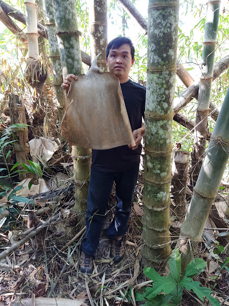 Cây giống tre Mạnh Tông Myanmar Dendrocalamus Asper nhập khẩu Cây giống tre Mạnh Tông Myanmar Dendrocalamus Asper nhập khẩu