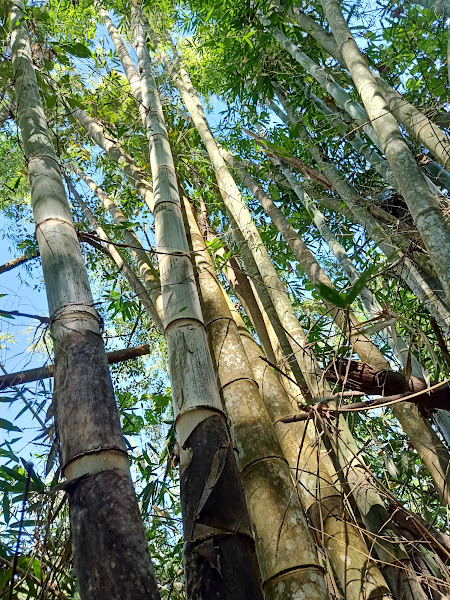 Cây giống tre Mạnh Tông Myanmar Dendrocalamus Asper nhập khẩu Cây giống tre Mạnh Tông Myanmar Dendrocalamus Asper nhập khẩu