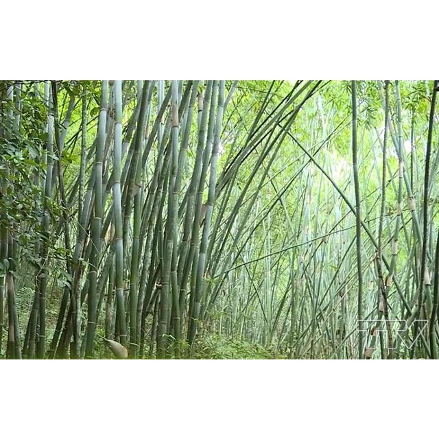 CÂY Giống TRE VẦU XANH