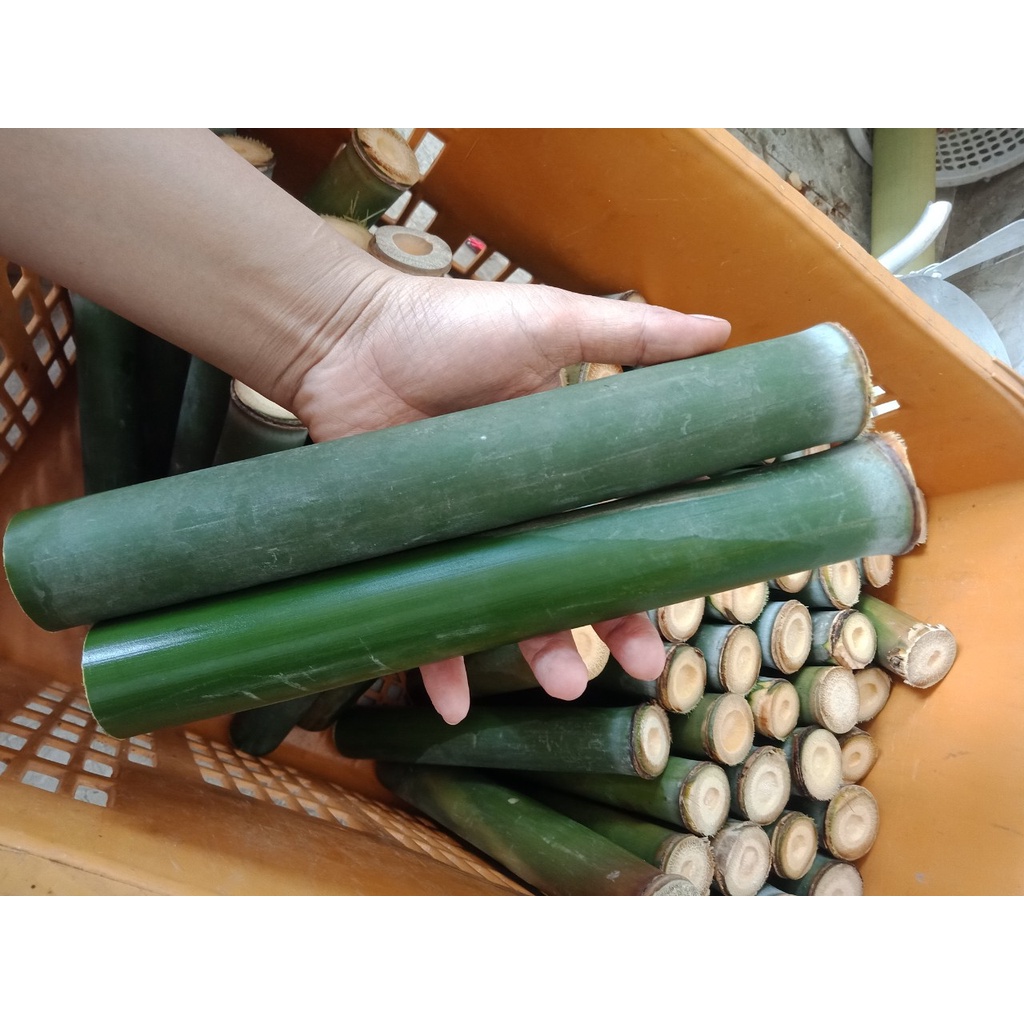 CÂY GIỐNG TRE NỨA LÀM CƠM LAM, NƯỚNG THỊT CÂY GIỐNG TRE NỨA LÀM CƠM LAM, NƯỚNG THỊT