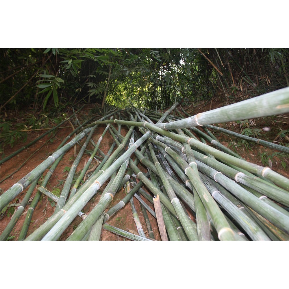 CÂY GIỐNG TRE NỨA LÀM CƠM LAM, NƯỚNG THỊT CÂY GIỐNG TRE NỨA LÀM CƠM LAM, NƯỚNG THỊT