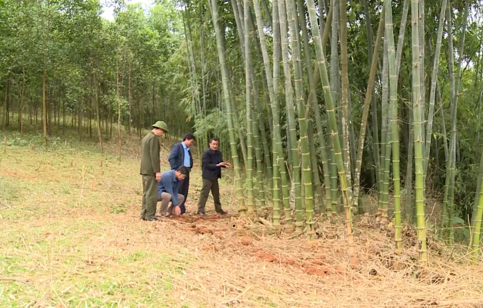 cây giống tre luồng bầu dâm ủ đảm bảo cây giống tre luồng bầu dâm ủ đảm bảo