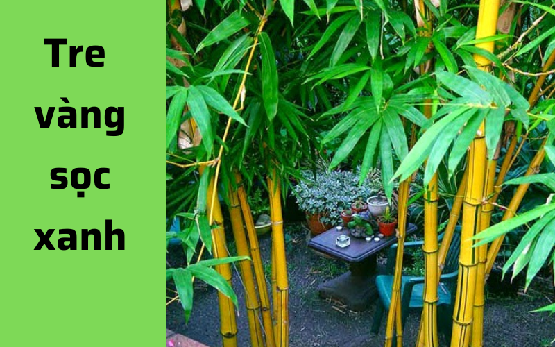 Cây Giống Tre Vàng Sọc Xanh (Tre ngà ) - cây đào gốc Cây Giống Tre Vàng Sọc Xanh (Tre ngà ) - cây đào gốc