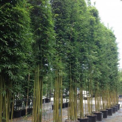 Trúc cần câu – Trúc xanh