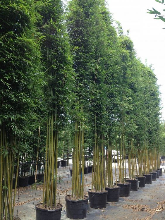 Trúc cần câu – Trúc xanh