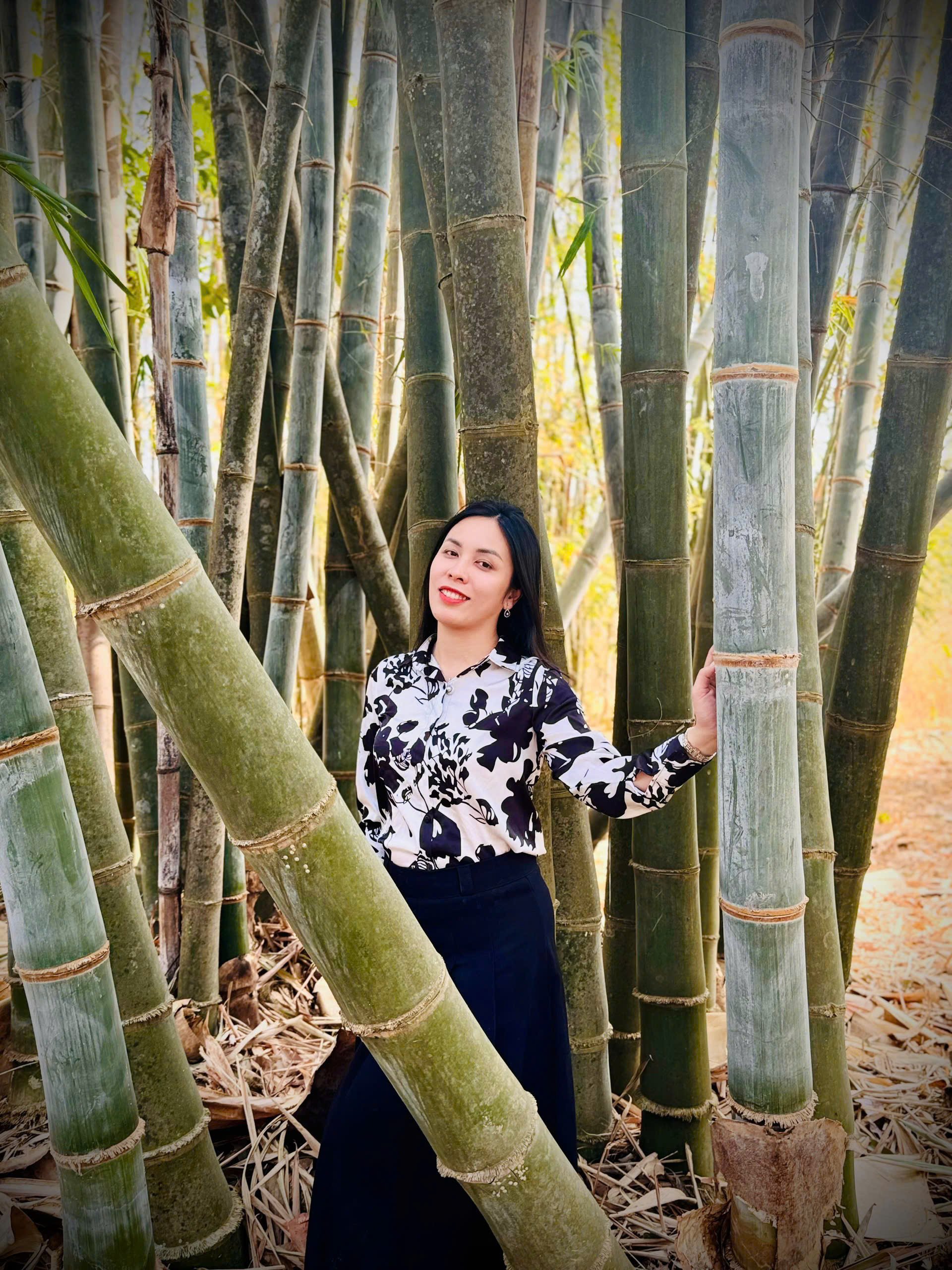 CÂY giống tre bương mốc CÂY giống tre bương mốc