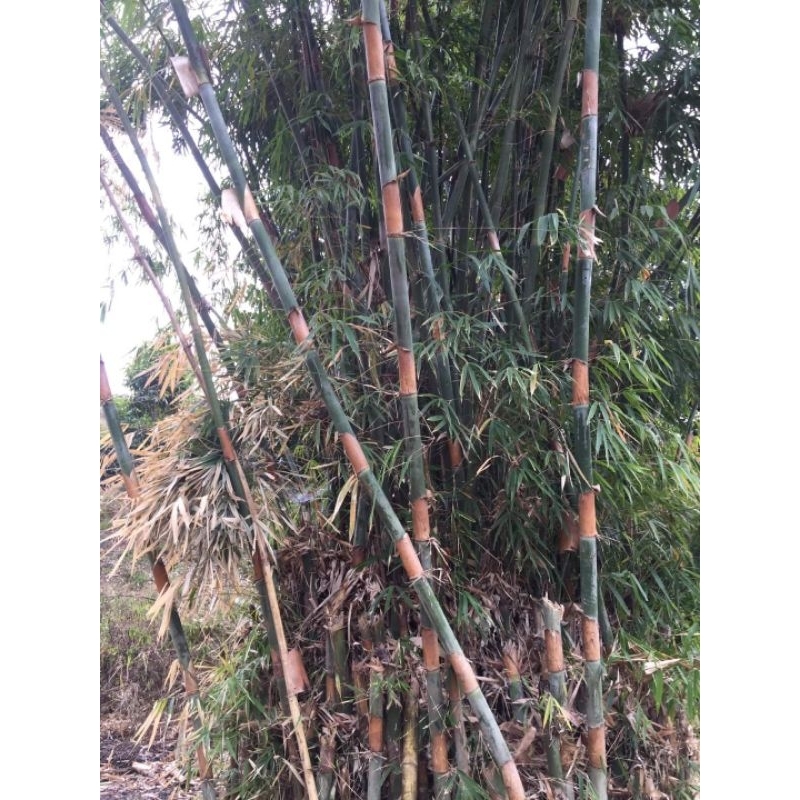 CÂY GIỐNG TRE NỨA LÀM CƠM LAM, NƯỚNG THỊT CÂY GIỐNG TRE NỨA LÀM CƠM LAM, NƯỚNG THỊT
