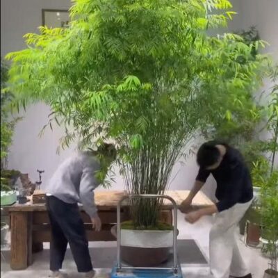 Cây Giống trúc Nội Môn - Một giống trúc mảnh mai vẻ đẹp tao nhã có thể trồng trong phòng