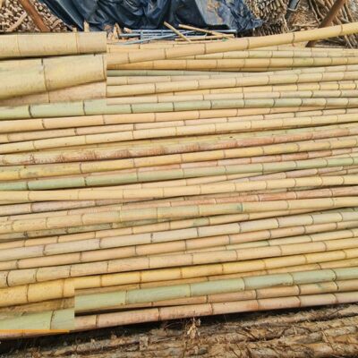 cây tre trúc khô trang trí