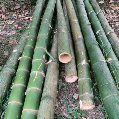 Cọc tre Bương lớn xây dựng chất lượng tốt đảm bảo 100%