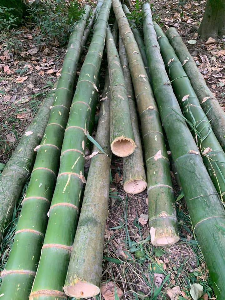 Cọc tre Bương lớn xây dựng chất lượng tốt đảm bảo 100% Cọc tre Bương lớn xây dựng chất lượng tốt đảm bảo 100%