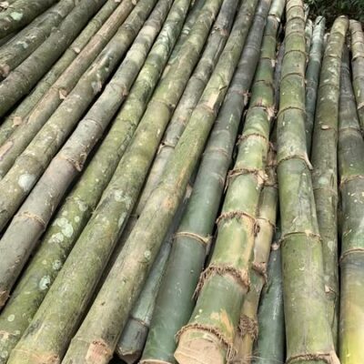 cọc tre gai,hàng tuyển chọn đường kính 6cm-8cm, cắt 2.5m-3m