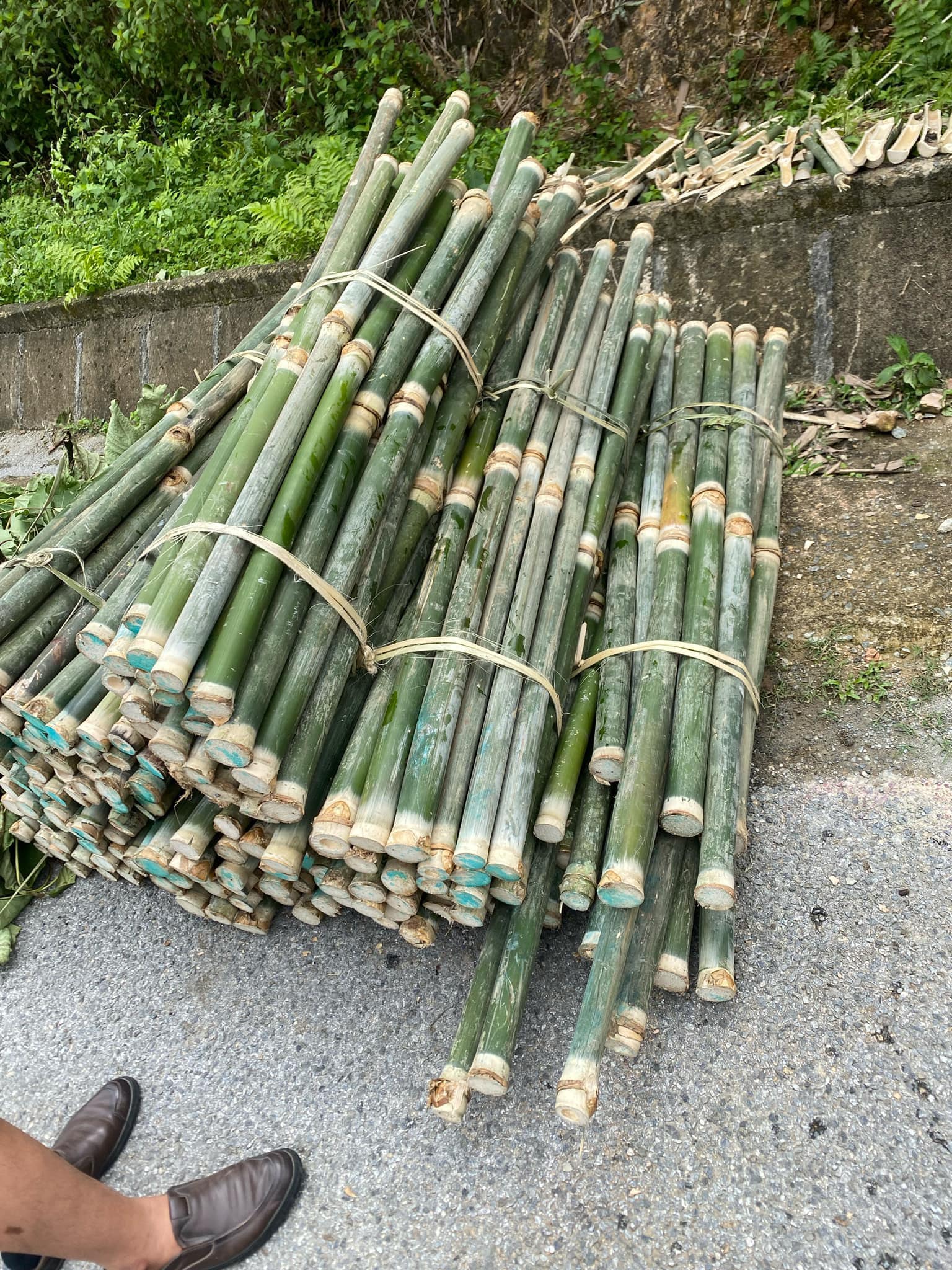 Ống Giang dùng chẻ lạt, gói bánh trưng