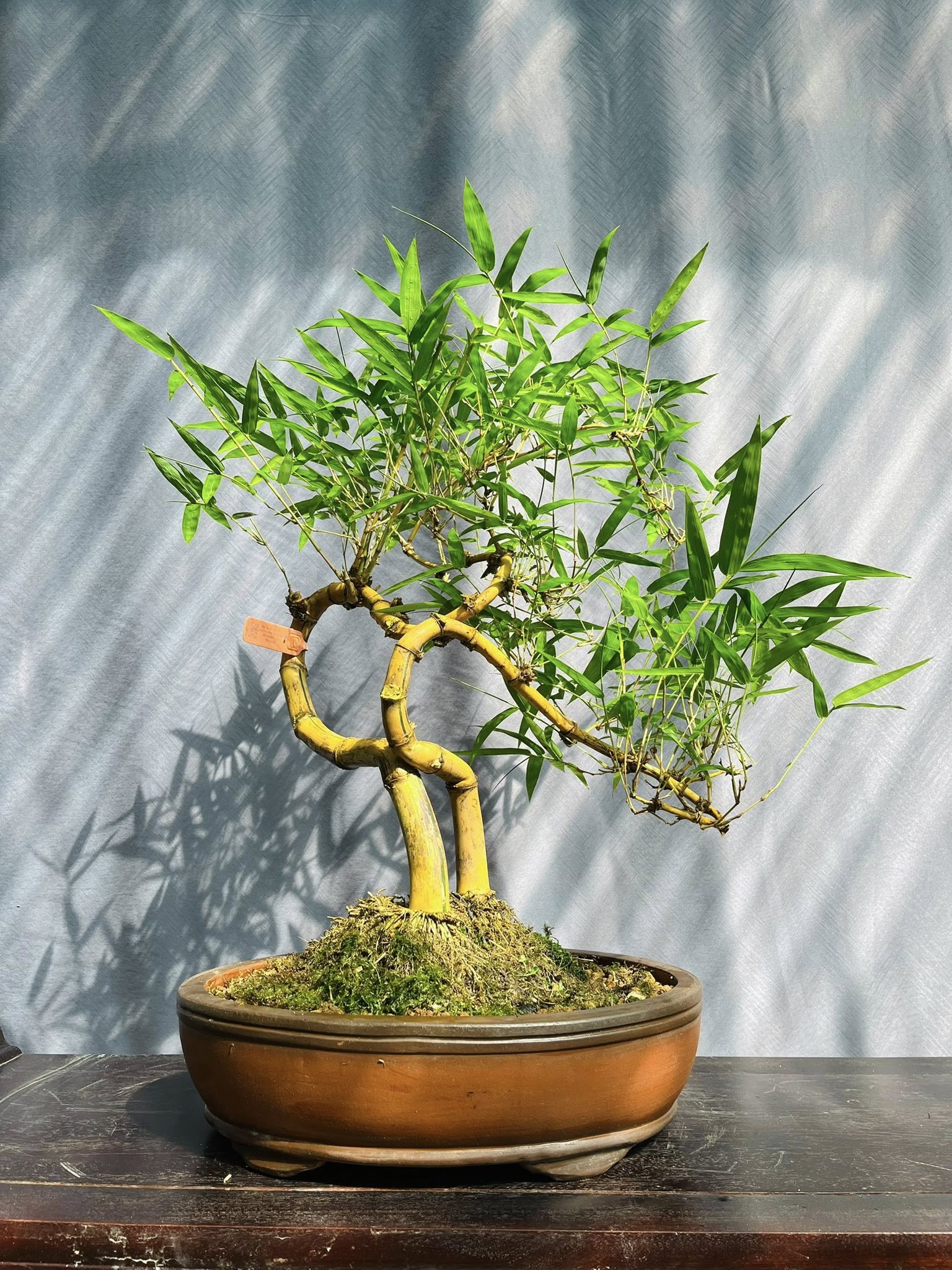 TÁC PHẨM TRE NGÀ BONSAI :  " ĐỒNG LÒNG " NGHỆ THUẬT