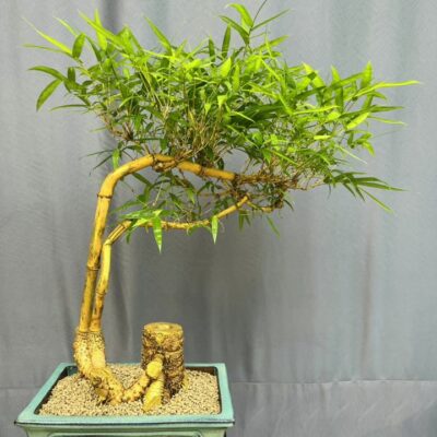 TÁC PHẨM TRE NGÀ BONSAI :  " HÒA THUẬN " NGHỆ THUẬT