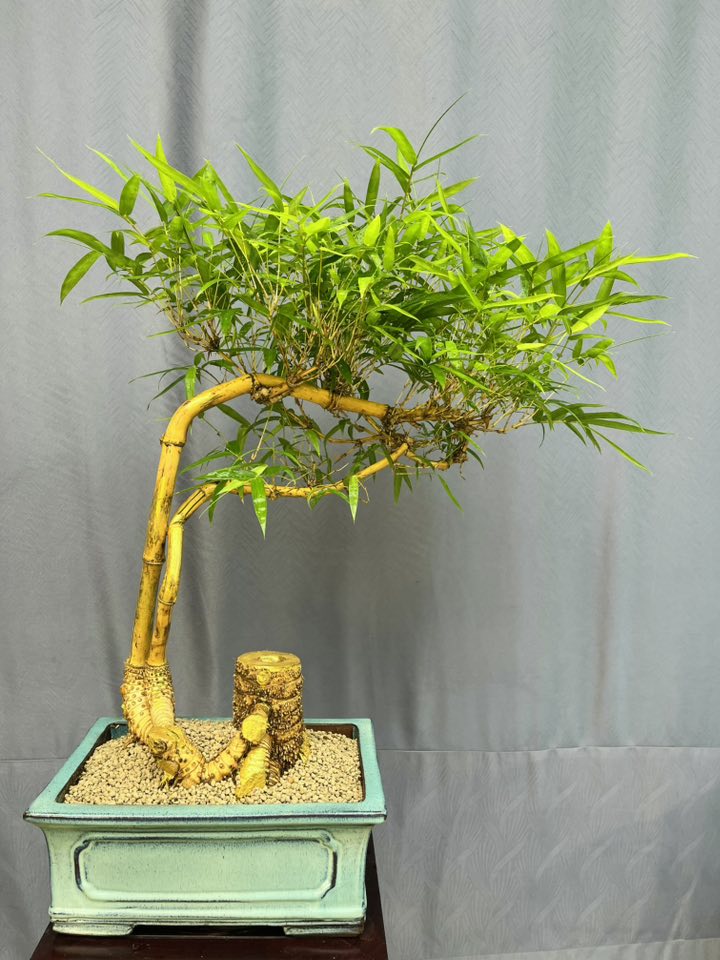 TÁC PHẨM TRE NGÀ BONSAI :  " HÒA THUẬN " NGHỆ THUẬT