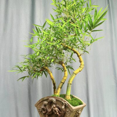TÁC PHẨM TRE NGÀ BONSAI :  " PHONG THỦY " NGHỆ THUẬT