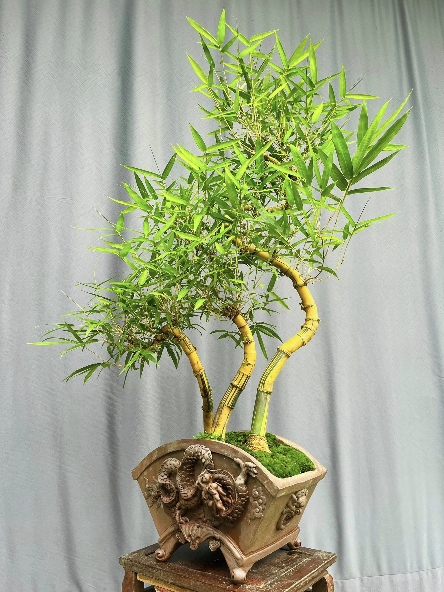 TÁC PHẨM TRE NGÀ BONSAI :  " PHONG THỦY " NGHỆ THUẬT