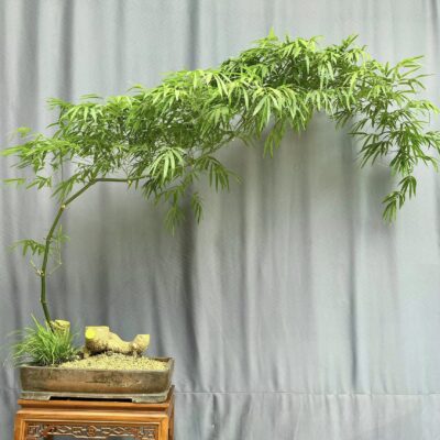 TÁC PHẨM TRE GAI BONSAI : TRE GAI DÁNG HUYỀN NGHỆ THUẬT
